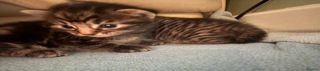 British Shorthair Kitten 2