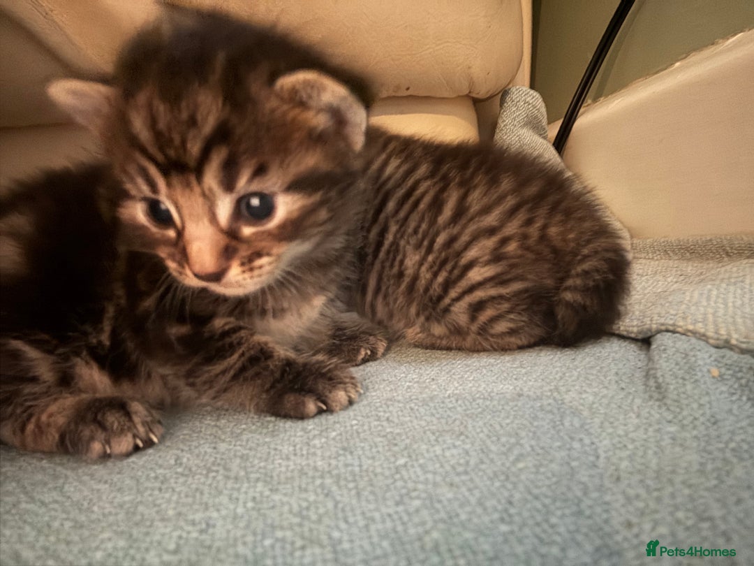 British Shorthair cats for sale: 2 beautiful girl kittens for sale - Image 6