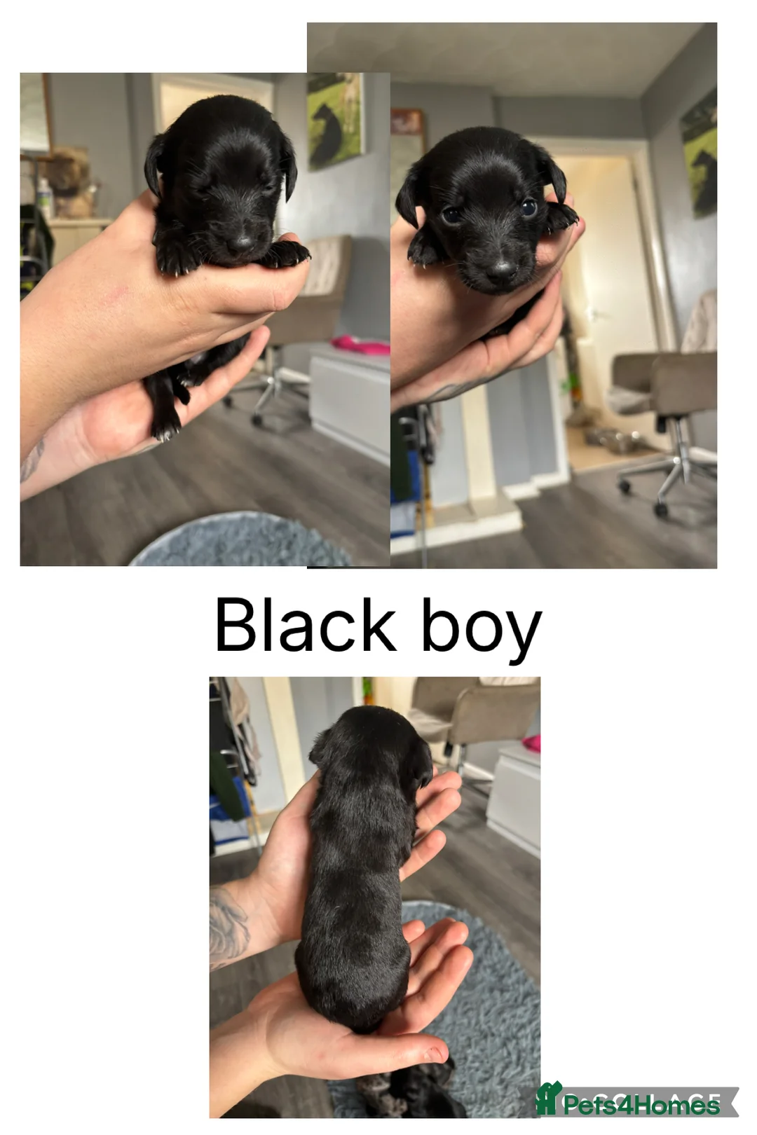 Mixed Breed dogs for sale: Whipoos  - Advert 7