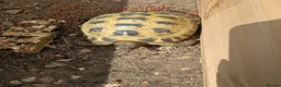 Tortoise reptiles for sale: Horsefield Tortoise Female - Advert 1