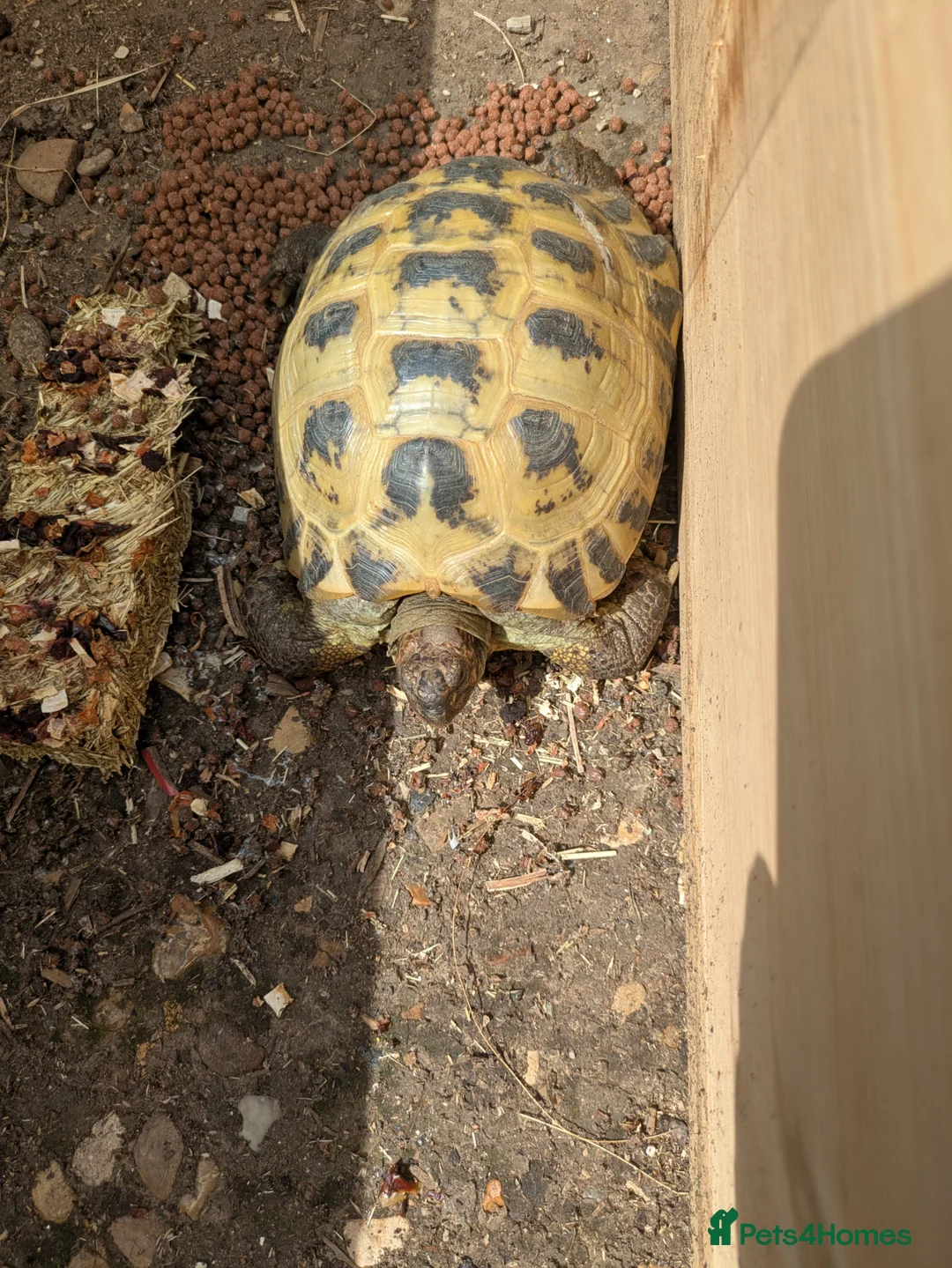 Tortoise reptiles for sale: Horsefield Tortoise Female - Advert 1