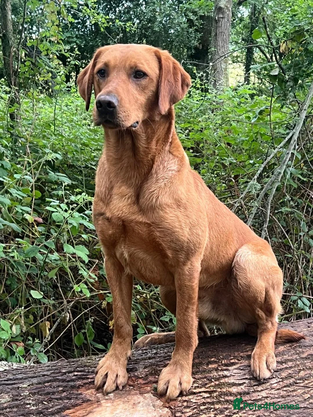 Labrador Retriever dogs for stud: EXTENSIVELY HEALTH TESTED FOX RED LABRADOR AT STUD in Petworth - Advert 13