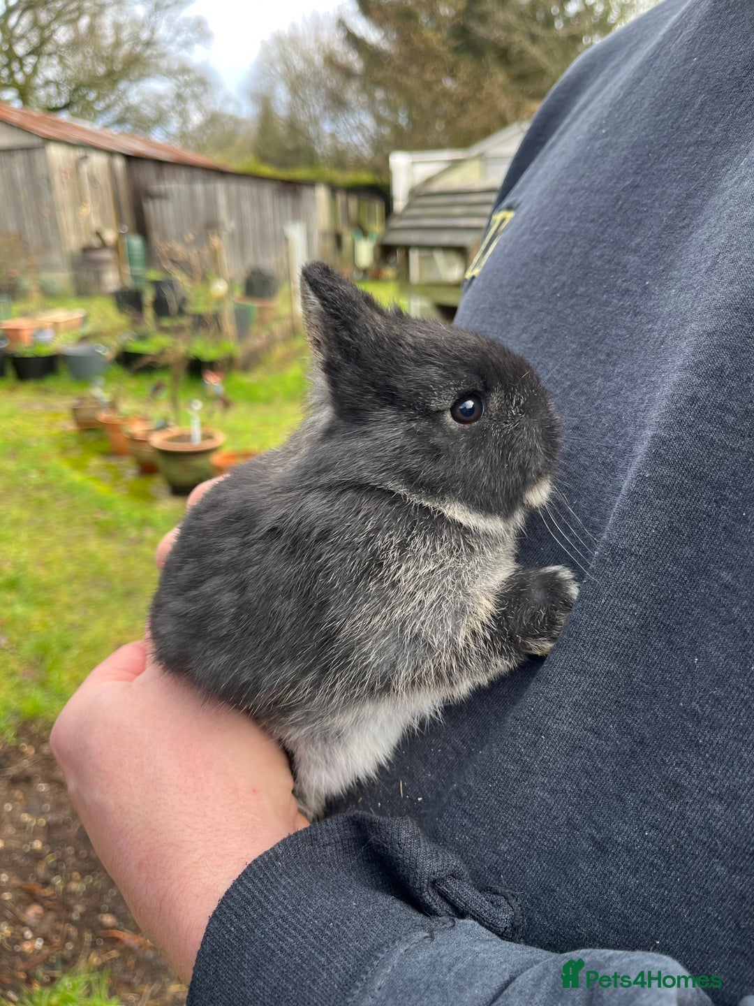 Netherland Dwarf rabbits for sale: Purebred Netherland dwarf babies.  - Advert 2