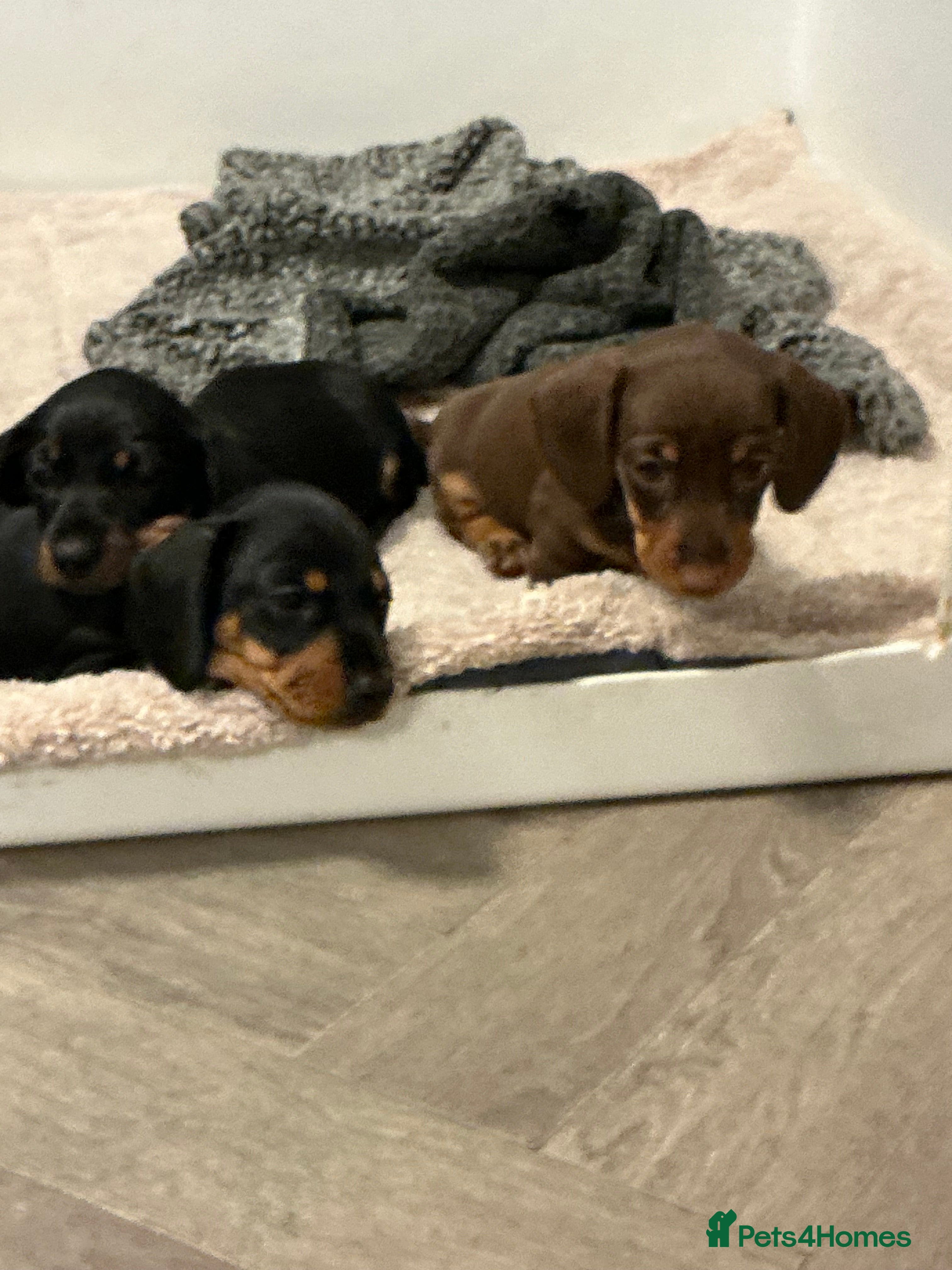 Miniature Dachshund dogs 🏆 KC registered Miniature Dachshund PRA clear 🏆 - Advert 11