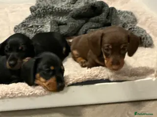 Miniature Dachshund dogs 🏆 KC registered Miniature Dachshund PRA clear 🏆 - Advert 11