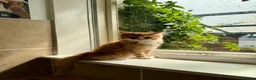 Mixed Breed cats for sale: Adorable kittens looking for their forever homes! - Advert 4