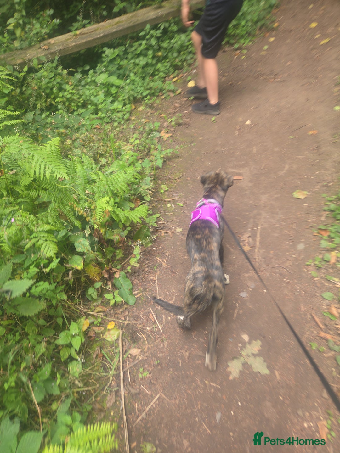 Mixed Breed dogs for sale: Lab x staffy - Image 2