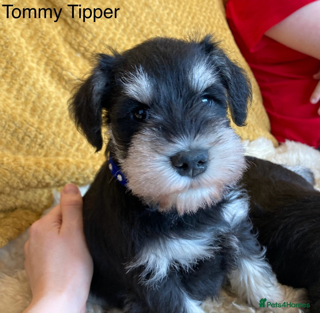 Miniature Schnauzer dogs for sale: Beautiful, KC Registered, health & BVA eye tested. - Advert 14