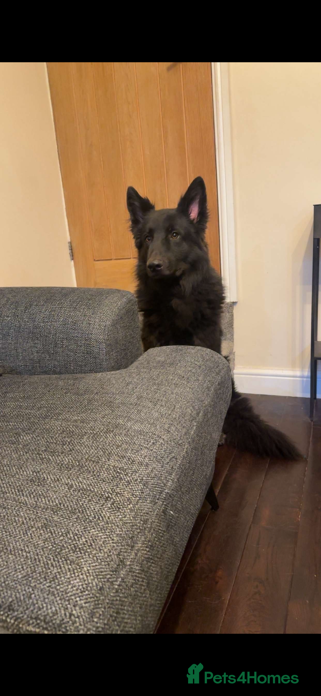 Mixed Breed dogs for sale: German shepherd/golden retriever  in Swadlincote - Image 26
