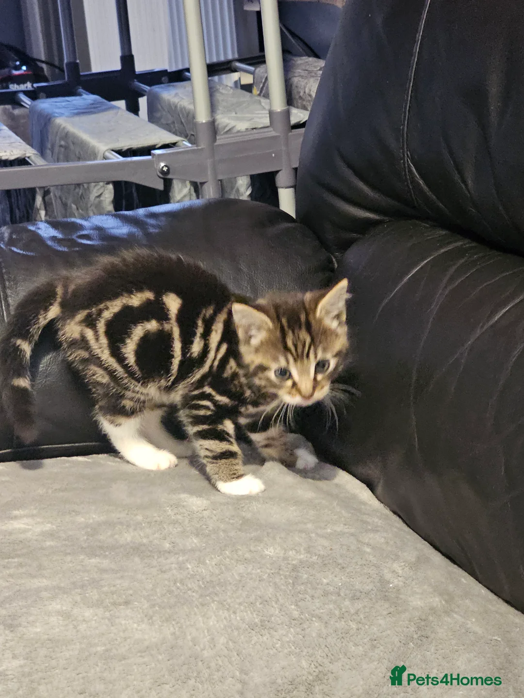 Mixed Breed cats for sale: Female tabby kitten  - Advert 4