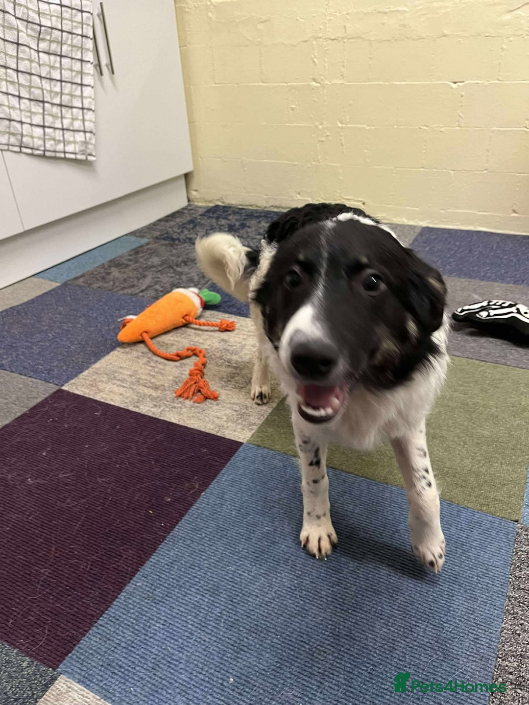 Mixed Breed dogs for adoption: TILLY - Advert 1