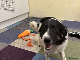 Mixed Breed dogs TILLY - Advert 1