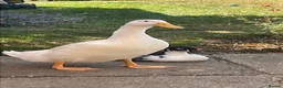 Ducks poultry for sale: 6 beautiful Indian Runner Ducks x for rehoming in Buntingford - Advert 2