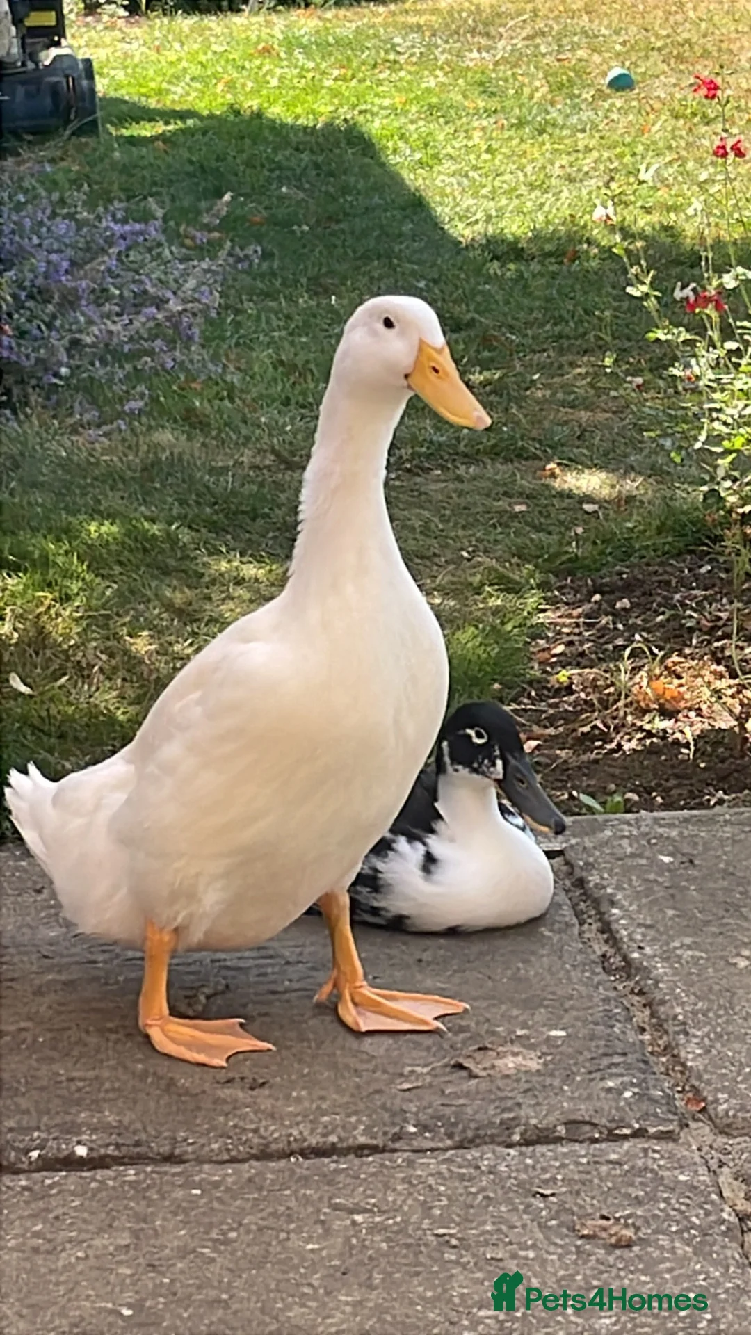 Ducks poultry for sale: 6 beautiful Indian Runner Ducks x for rehoming in Buntingford - Advert 2