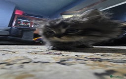 Ragdoll cats for sale: Ragdoll Kittens For Sale - Image 12
