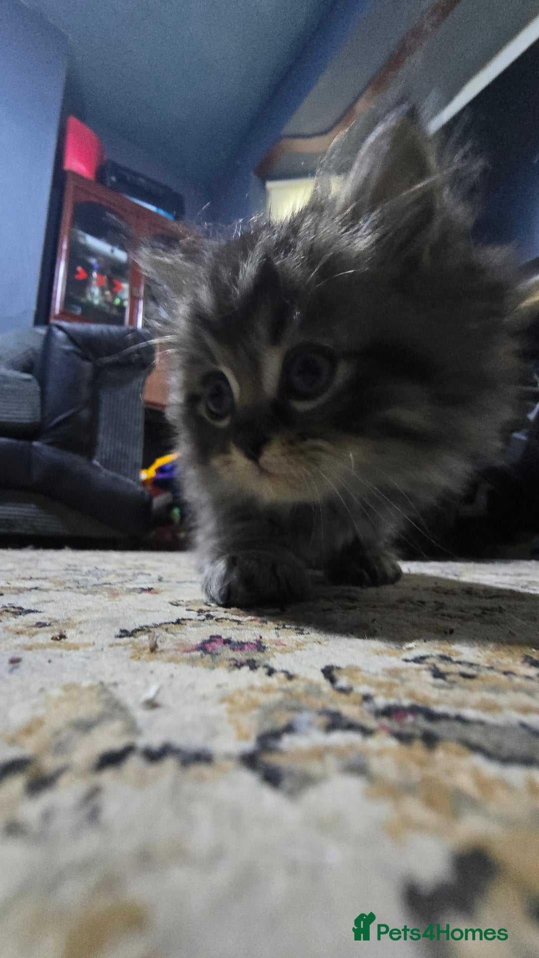Ragdoll cats for sale: Ragdoll Kittens For Sale - Image 12