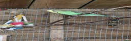 Budgerigars birds for sale: 2x female budgies 12 weeks old ready now - Advert 5