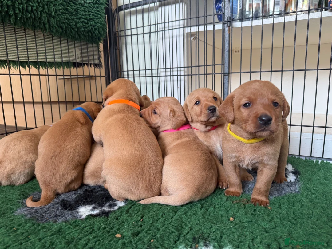 Labrador Retriever dogs for sale: Fox red & yellow Labrador puppies  - Advert 11