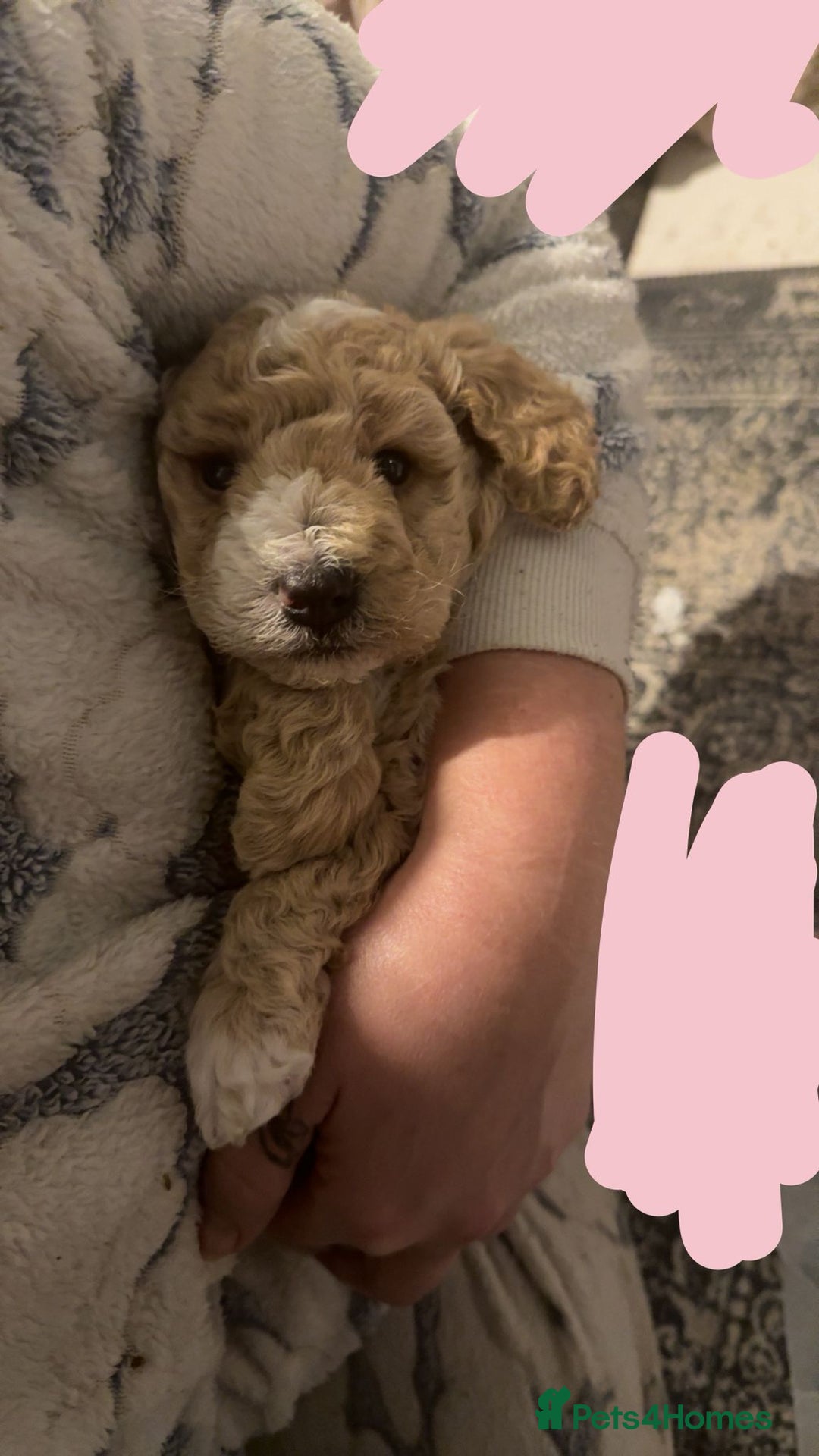 Cockapoo dogs for sale: Champagne and white toy sized male cockapoo  - Image 7