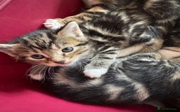 British Shorthair cats for sale: Beautiful playful kittens  - Image 3