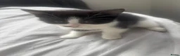 British Longhair cats for sale: British Longhair Tuxedo Girl - Advert 3