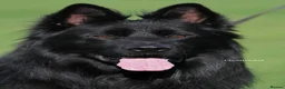 German Shepherd dogs for sale: King German Shepherd Boy  - Advert 2