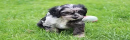 Cavapoo dogs for sale: Beautiful Cavapoo puppies for sale - Advert 19