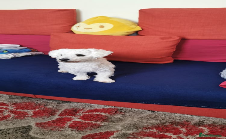 Bichon Frise dogs - Advert 2