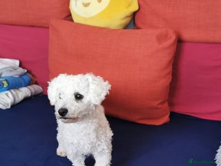 Bichon Frise dogs - Advert 9