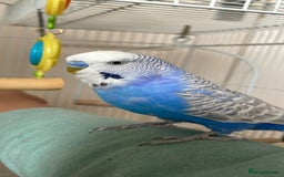 Budgerigars birds for sale: 2 Adult Budgies with Cage Male & Female - Image 6