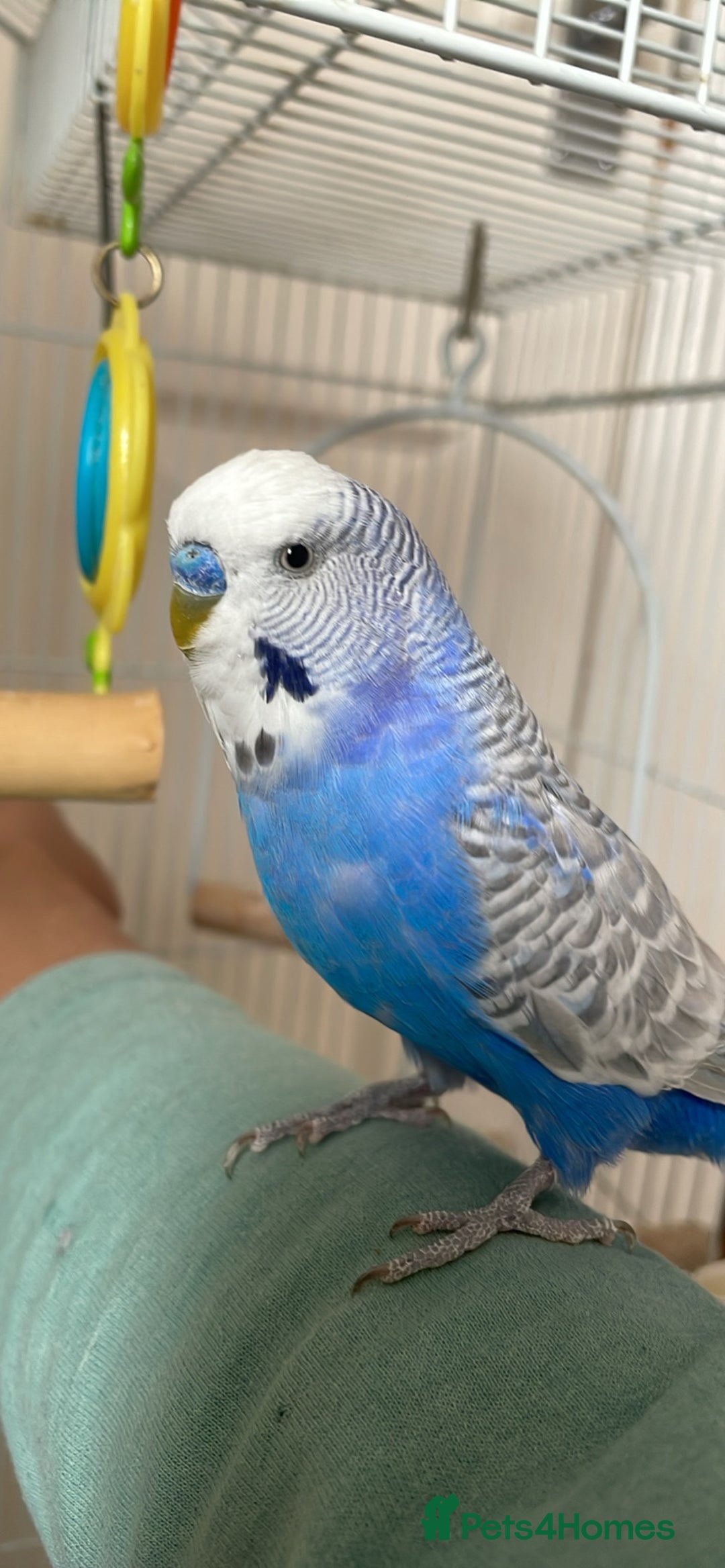 Budgerigars birds for sale: 2 Adult Budgies with Cage Male & Female - Image 6