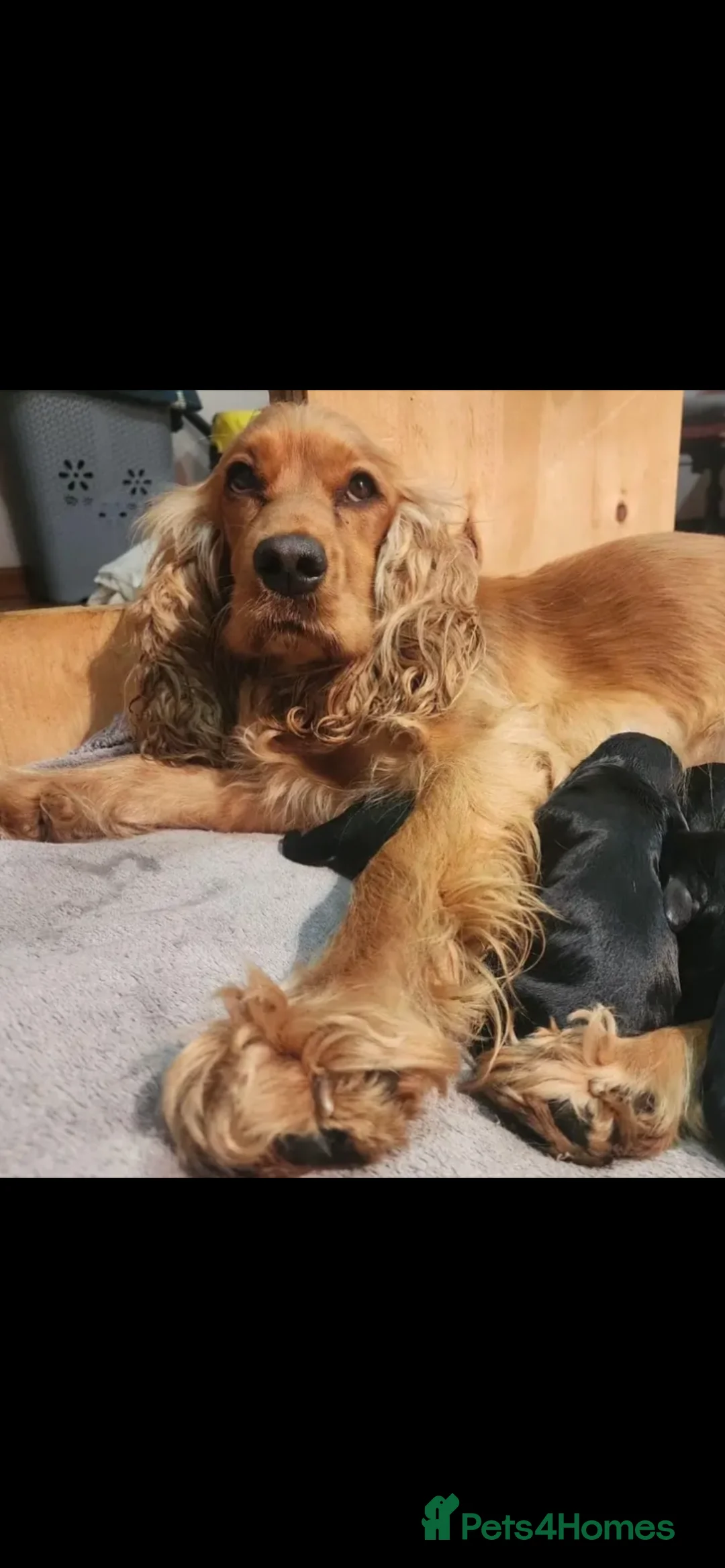 Cockapoo dogs for sale: F1 cockapoo puppies for sale - Advert 2