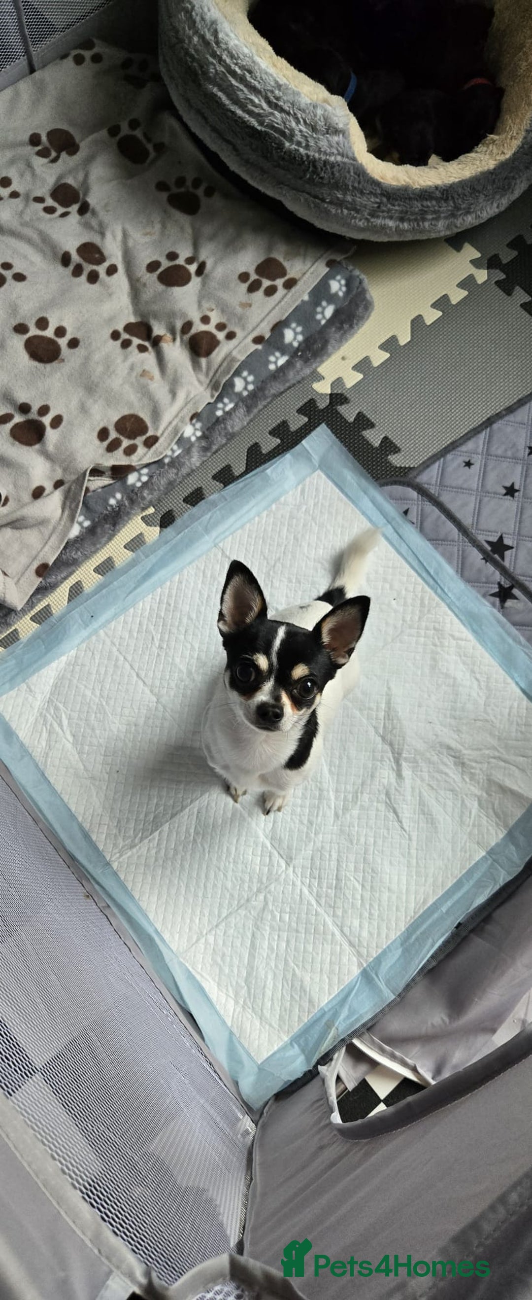 Chihuahua dogs for sale: Chihuahua Puppies - Image 17