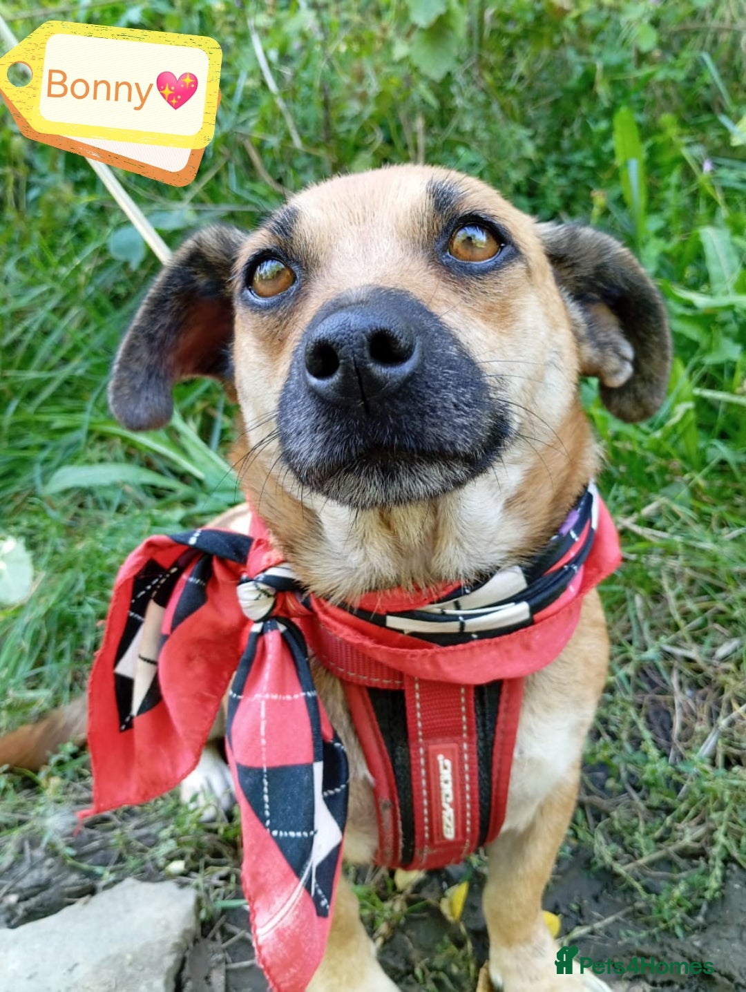 Mixed Breed dogs for adoption: 💖🐶 BONNY 🐶💖 - Image 2