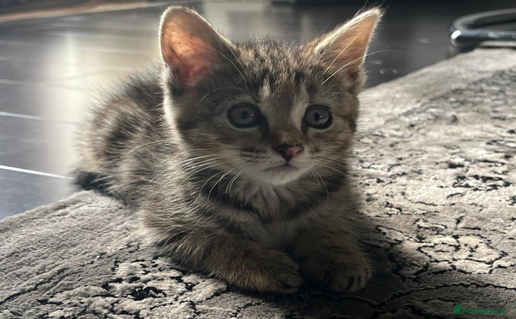 British Shorthair cats - Advert 2