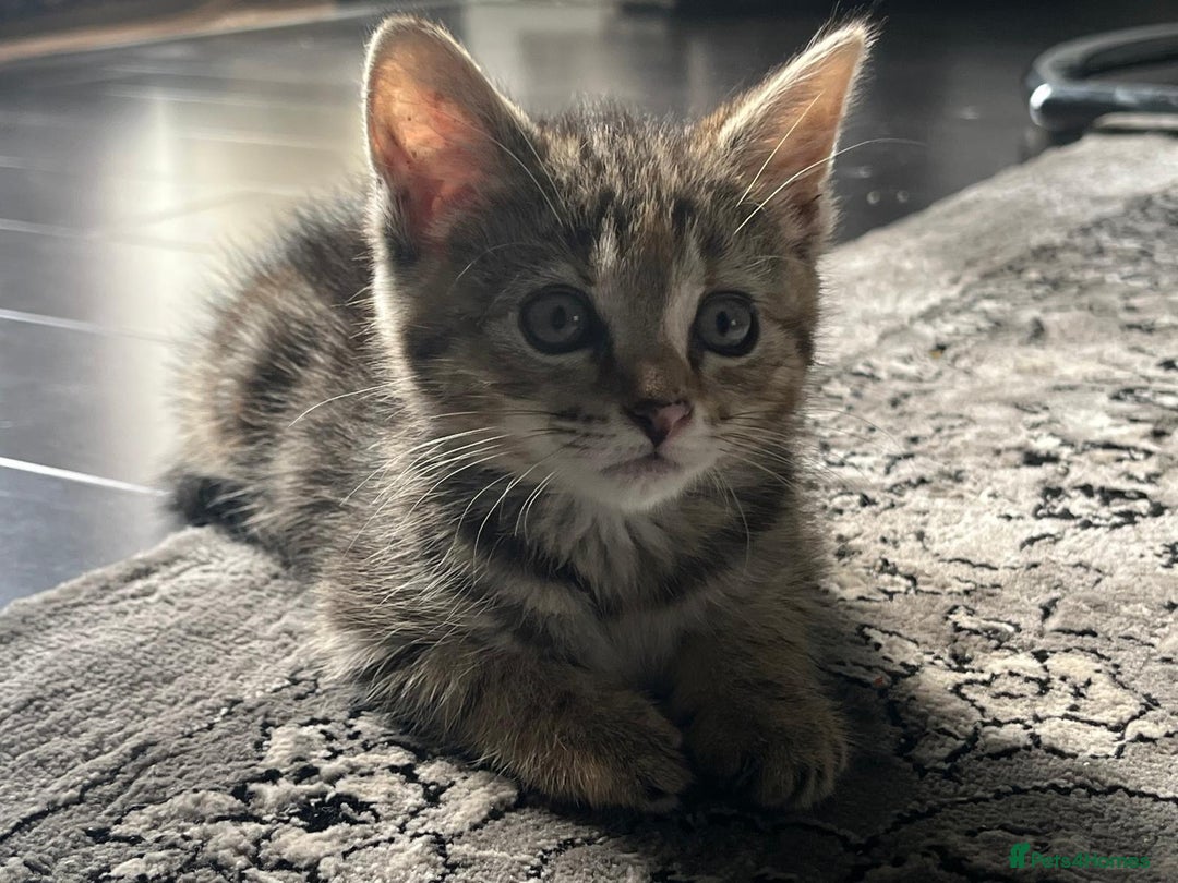 British Shorthair cats for sale: FEMALE & MALE CATS and KITTENs - Image 1