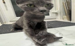 British Shorthair cats for sale: Blue British short haired kittens - Image 7