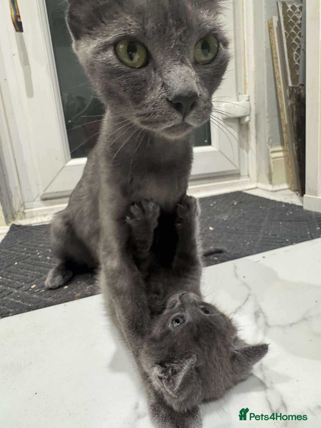 British Shorthair cats for sale: Blue British short haired kittens - Image 7