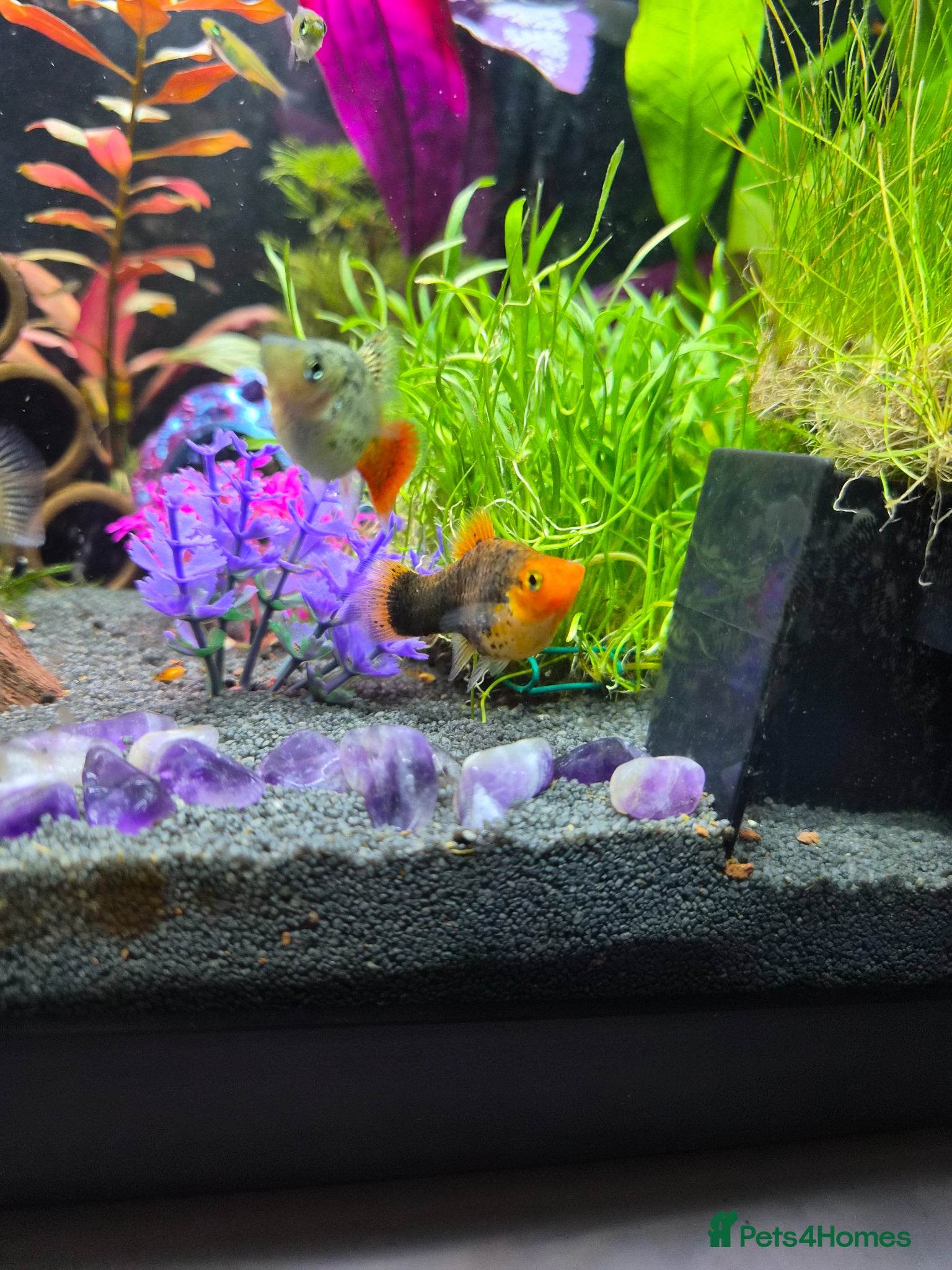 Platies fish Lots of platties and guppy fry - Advert 4