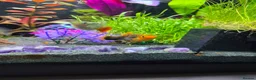 Platies fish for sale: Lots of platties and guppy fry in Wolverhampton - Advert 1