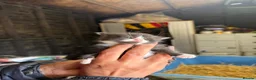 Mixed Breed cats for sale: Scottish fold x kittens  in Tiverton - Advert 8
