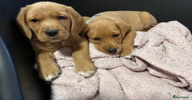 Mixed Breed dogs BEAUTIFUL GOLDEN BEAGADOR PUPPIES! - Advert 1