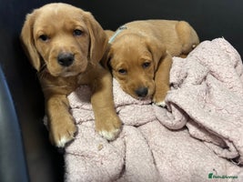 Mixed Breed dogs BEAUTIFUL GOLDEN BEAGADOR PUPPIES! - Advert 1