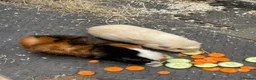 Guinea Pig rodents for sale: 2 pairs of guinea pigs  - Advert 2