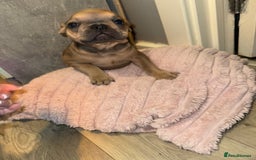 French Bulldog dogs for sale: Frenchie pups for sale  - Image 9