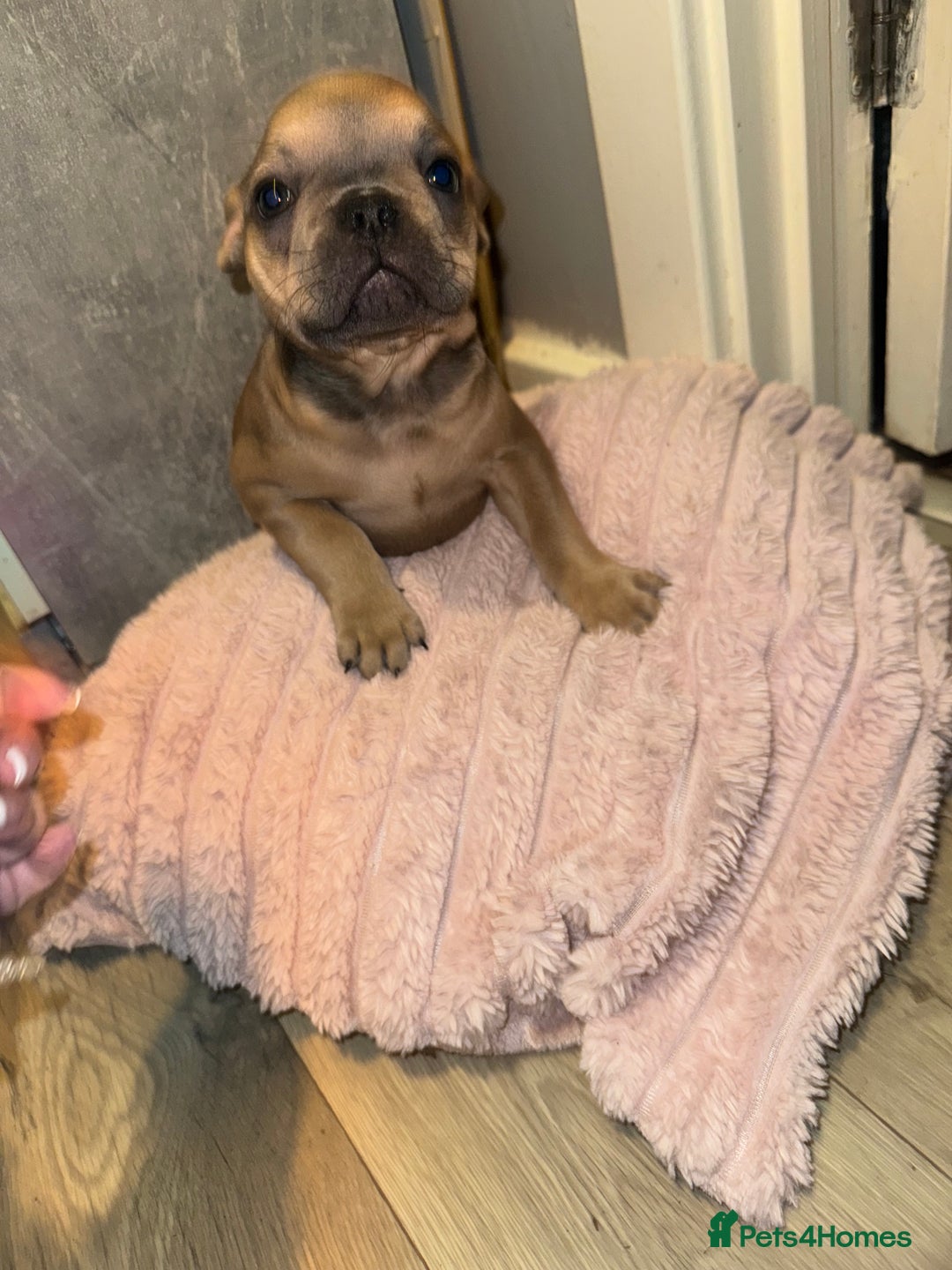 French Bulldog dogs for sale: Frenchie pups for sale  - Image 9