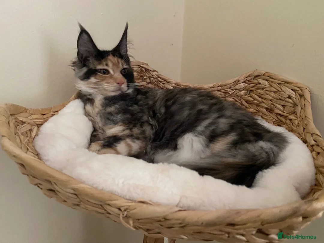Maine Coon cats for sale: Maine Coon Kitten - Advert 5