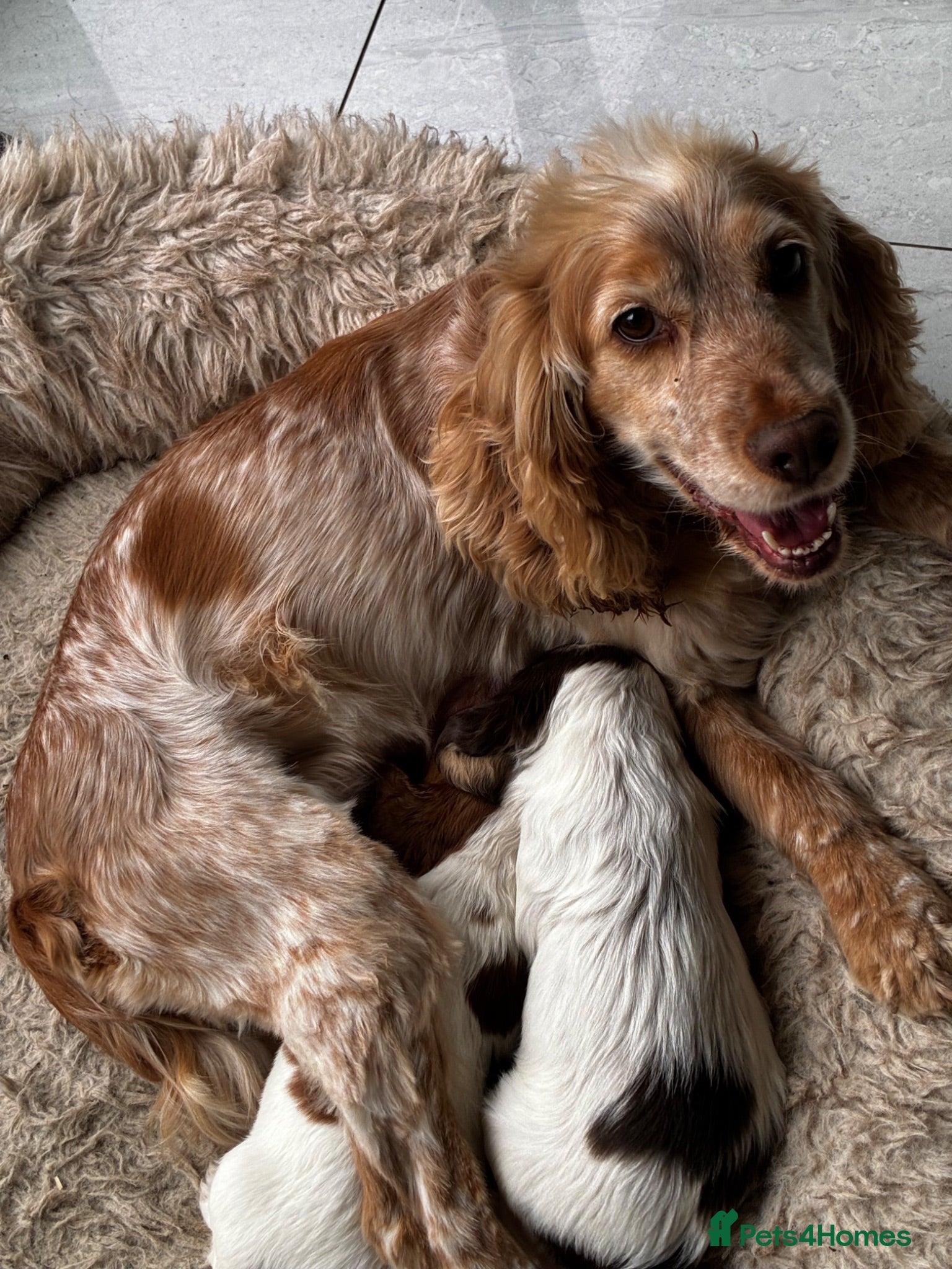 Cocker Spaniel dogs KC reg twin show spaniels  - Advert 1