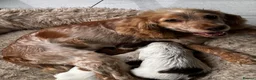 Cocker Spaniel dogs for sale: KC reg twin show spaniels  - Advert 2