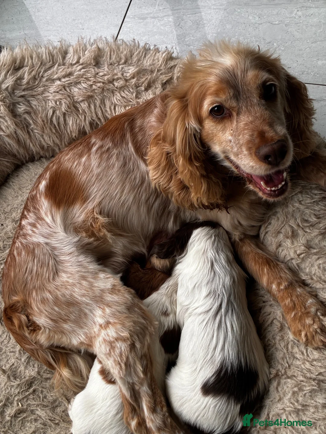 Cocker Spaniel dogs for sale: KC reg twin show spaniels  - Advert 2